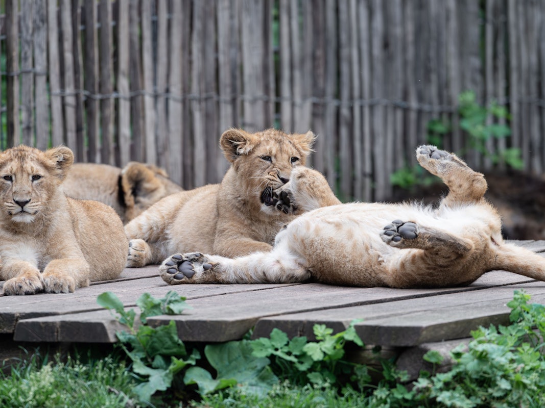 „Zohan“, „Prija“ und „Reeva“ sind die neuen Lieblinge im Kölner Zoo.