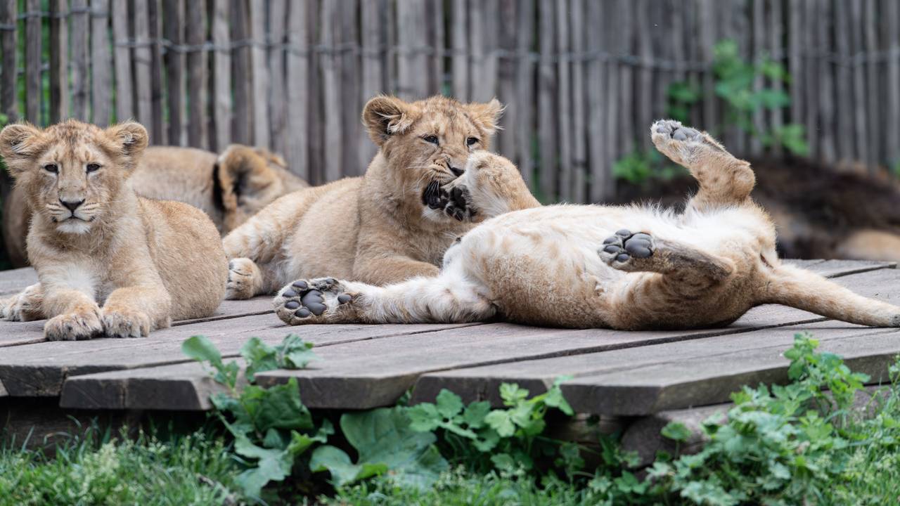 „Zohan“, „Prija“ und „Reeva“ sind die neuen Lieblinge im Kölner Zoo.
