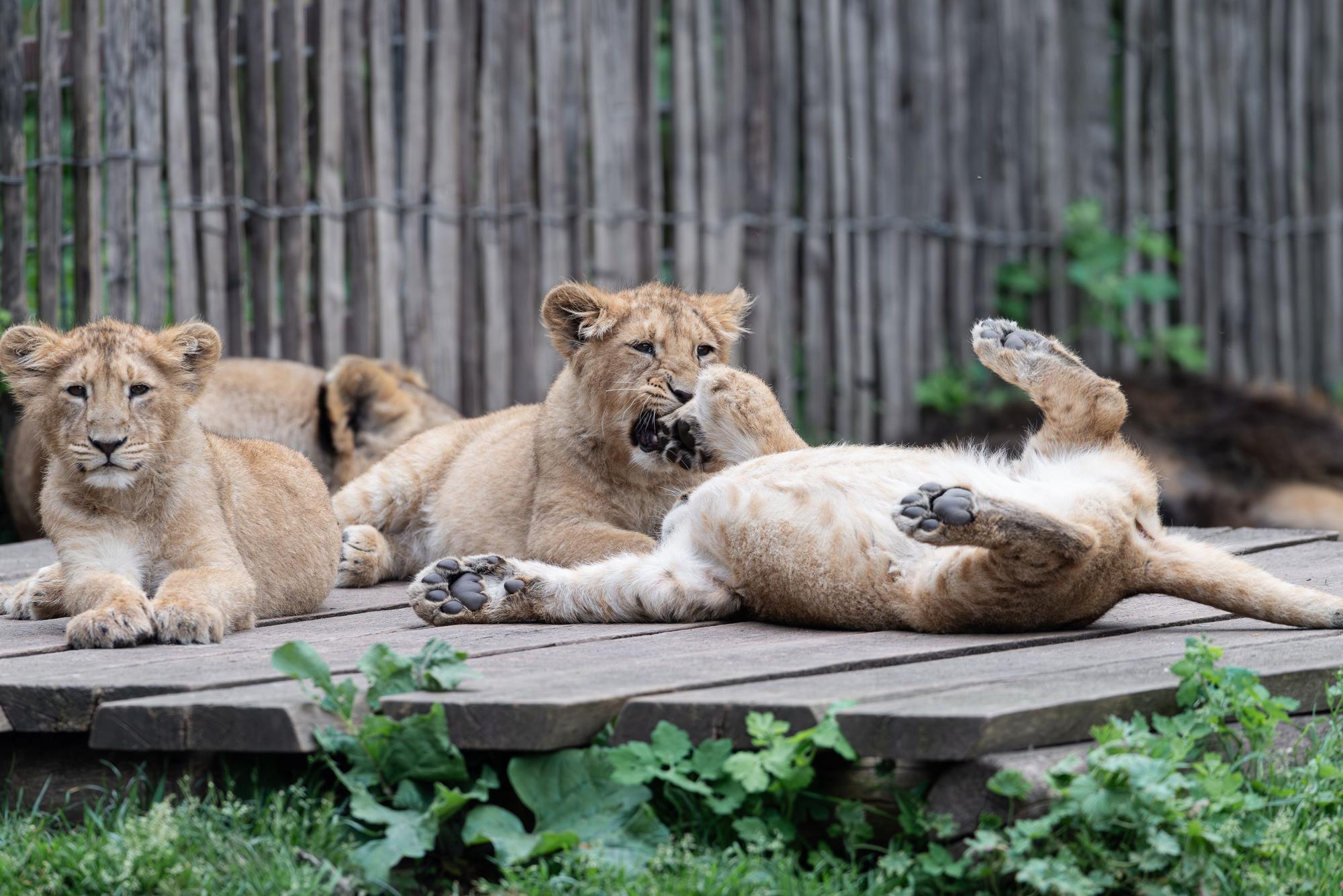 „Zohan“, „Prija“ und „Reeva“ sind die neuen Lieblinge im Kölner Zoo.