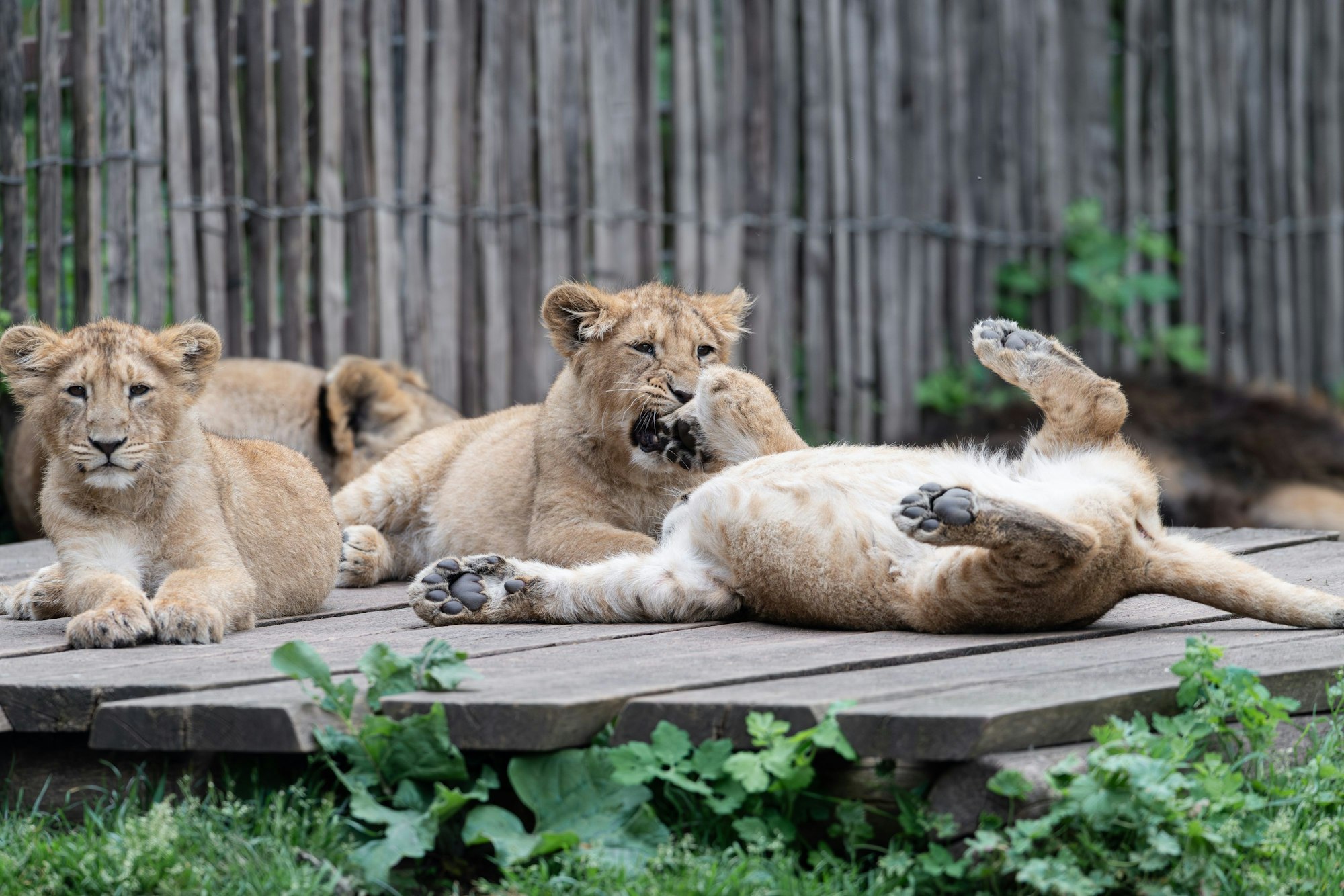 „Zohan“, „Prija“ und „Reeva“ sind die neuen Lieblinge im Kölner Zoo.