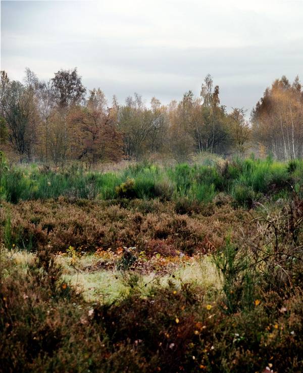In der Dellbrücker Heide war ein ausgedehnter Flächenbrand ausgebrochen. (Archivfoto)