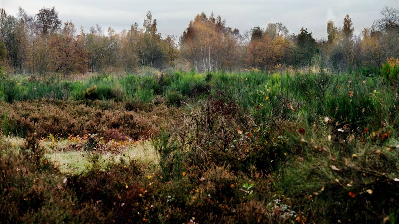 In der Dellbrücker Heide war ein ausgedehnter Flächenbrand ausgebrochen. (Archivfoto)