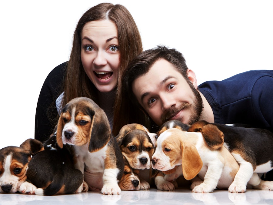 Mann, Frau und Beagle-Welpen