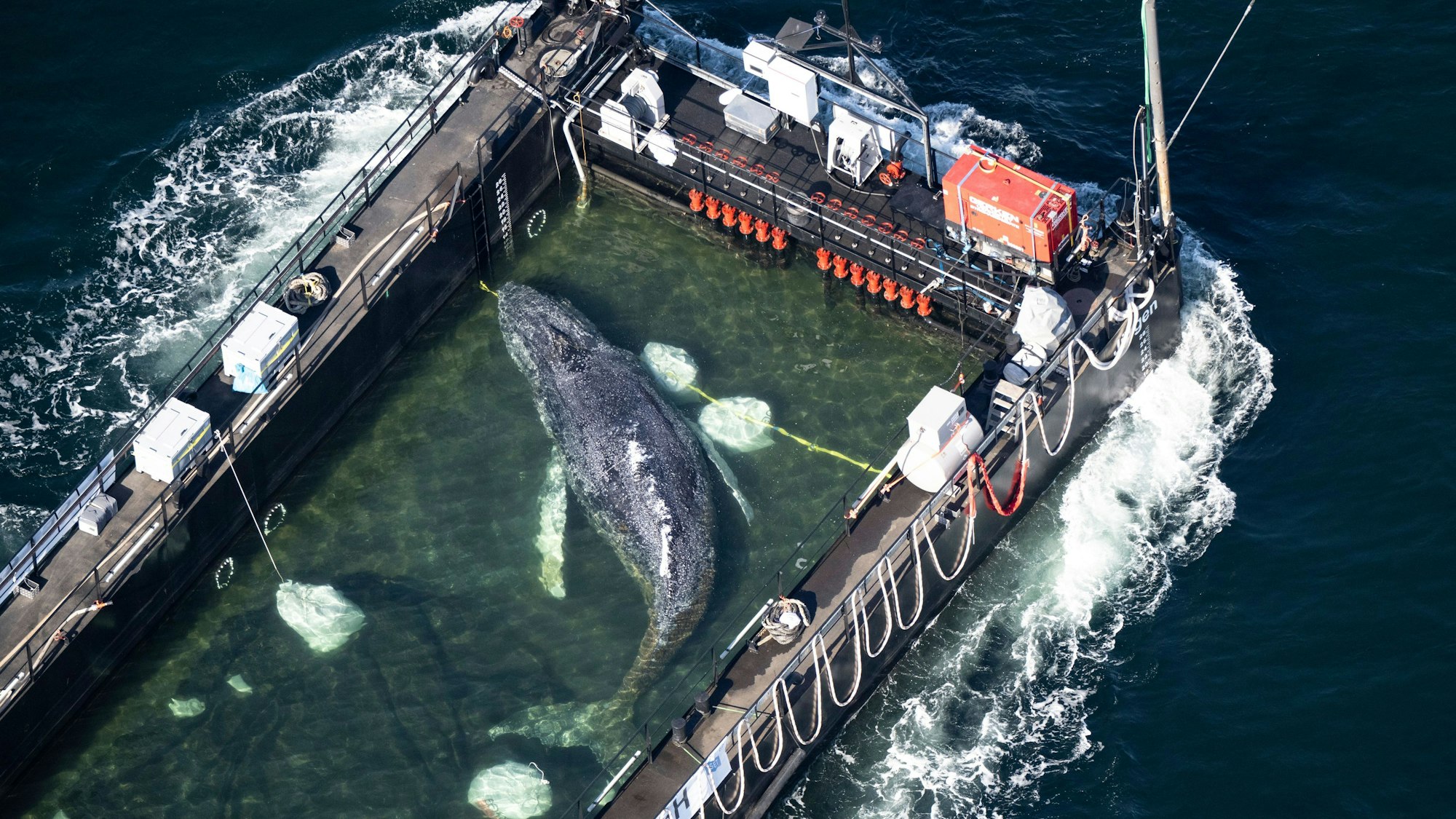 Buckelwal „Timmy“ wurde in einem gefluteten Lastschiff aus seiner bedrohlichen Lage befreit.