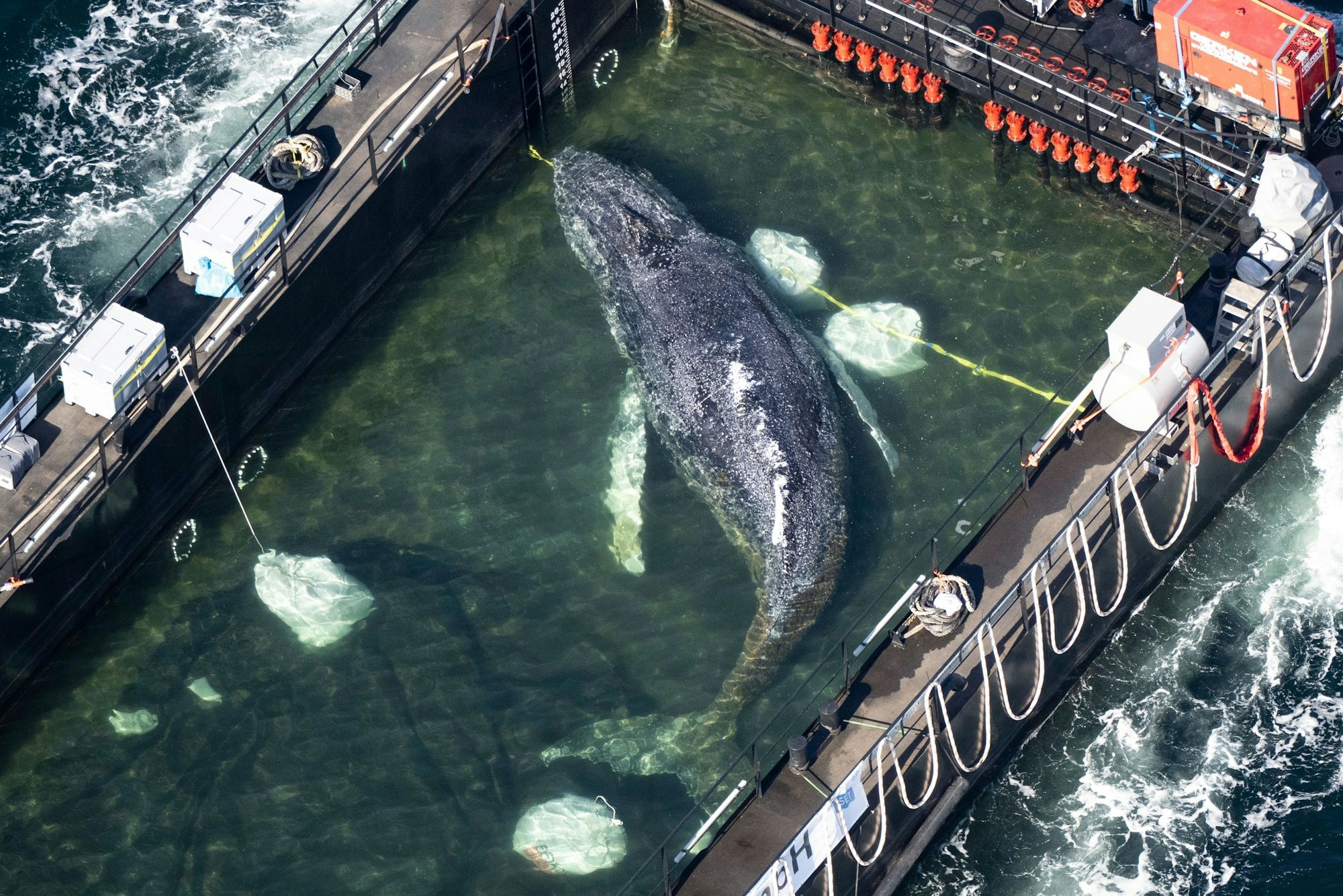 Der Wal liegt am Mittwochmorgen in einem gefluteten Lastschiff kurz vor der dänischen Grenze (Aufnahme aus einem Flugzeug).