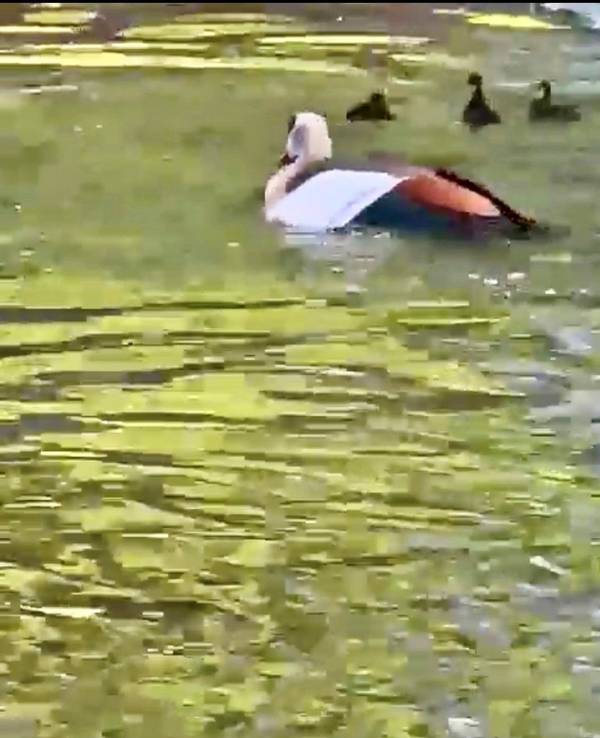 Die Szene zeigt die Nilgans kurz nach dem Angriff.