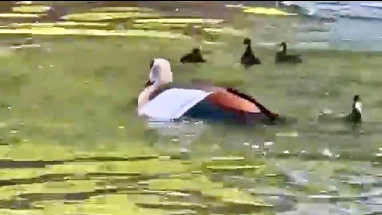 Die Szene zeigt die Nilgans kurz nach dem Angriff.