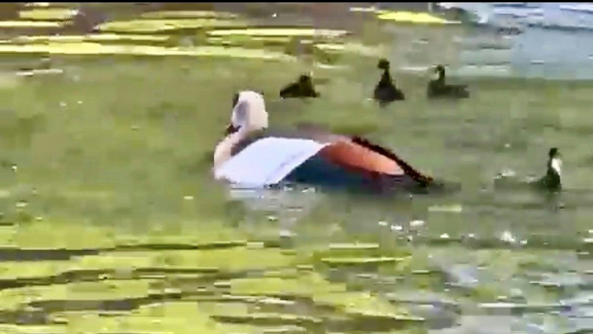 Die Nilgans hat sich auf die Entenmutter gestürzt, sitzt auf ihr und ertränkt sie. Die Küken schwimmen hilflos umher.