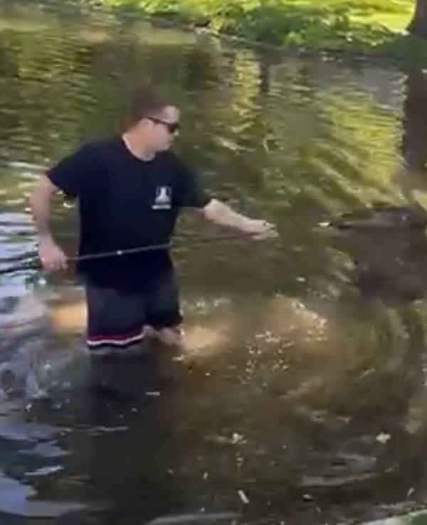 Helfer konnten die Küken mit einem Kescher retten. Eine Nilgans ging auf die Tiere los und tötete die Entenmutter.