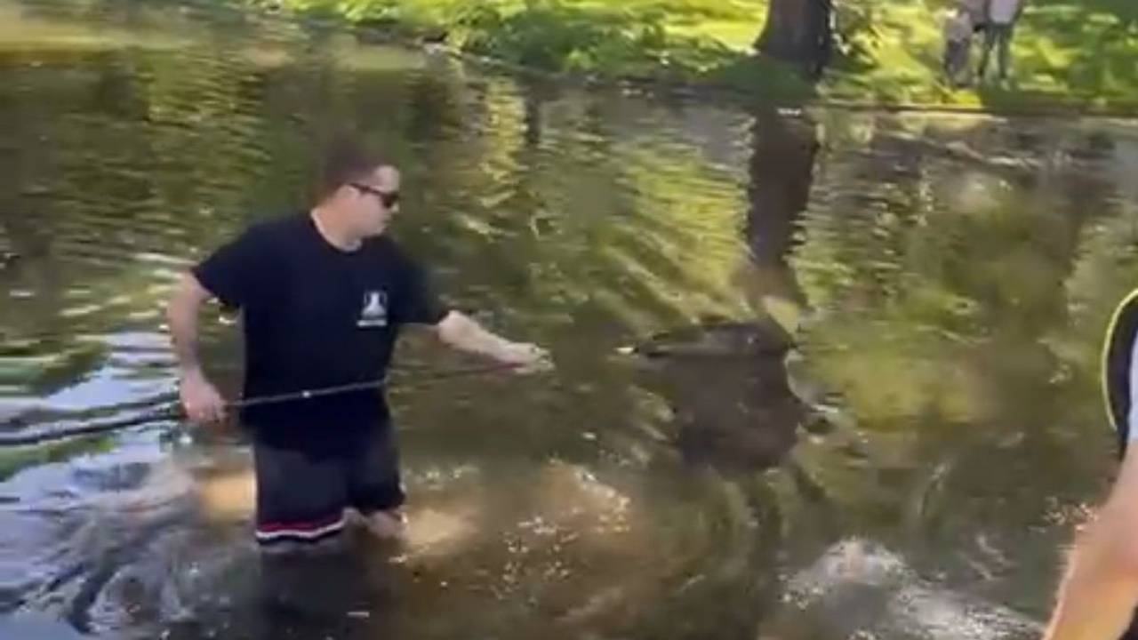 Helfer konnten die Küken mit einem Kescher retten. Eine Nilgans ging auf die Tiere los und tötete die Entenmutter.