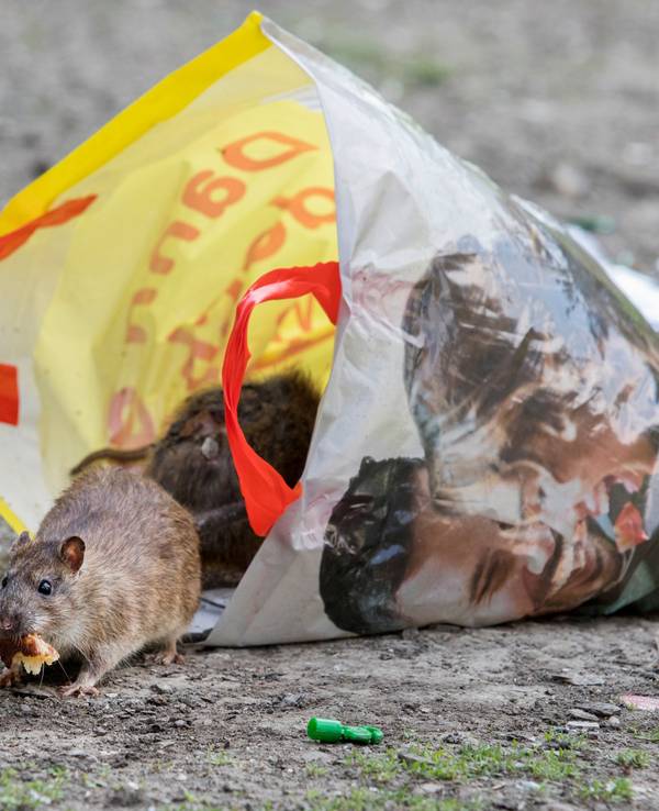Ratten holen sich Futter in einer Einkaufstüte.