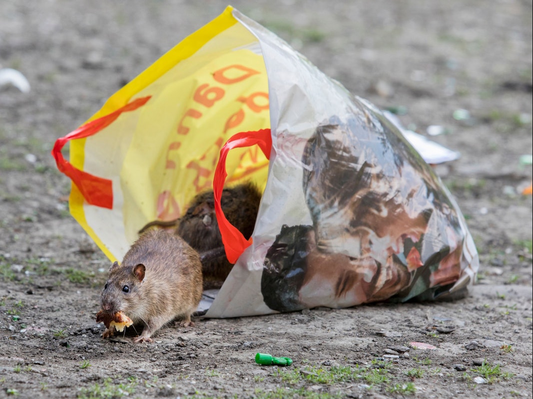 Ratten holen sich Futter in einer Einkaufstüte.