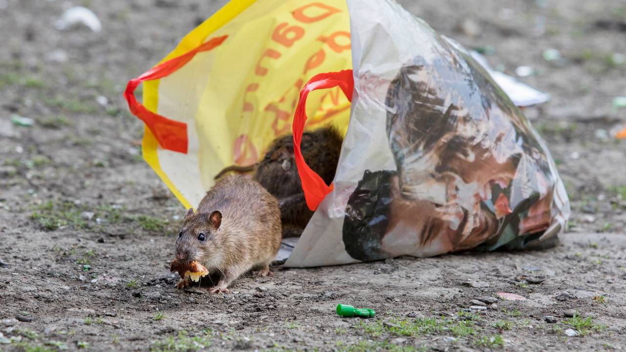 Ratten holen sich Futter in einer Einkaufstüte.