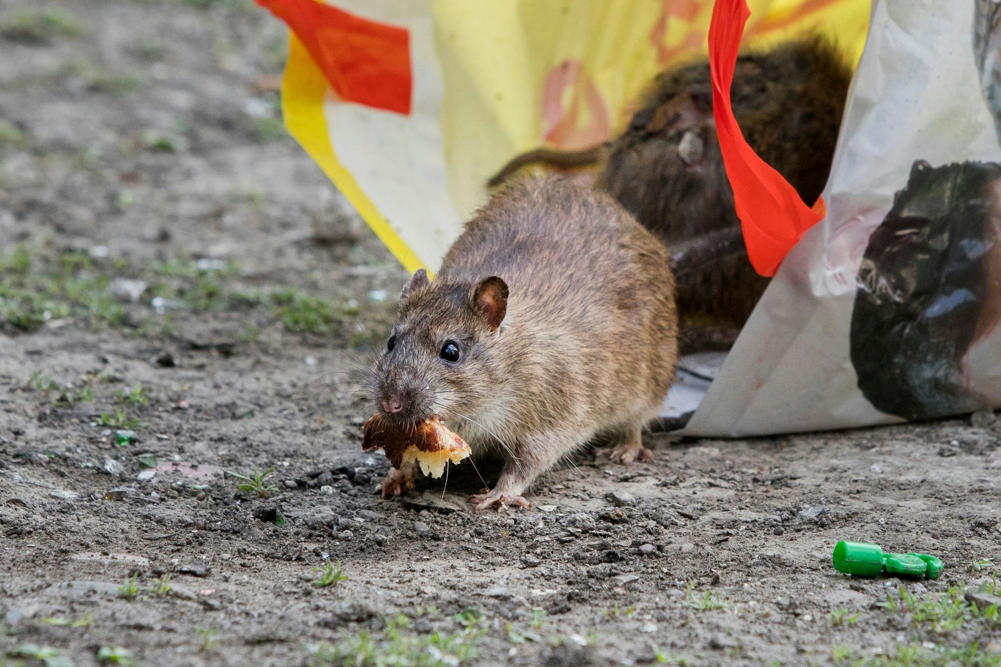 Ratten holen sich Futter in einer Einkaufstüte.