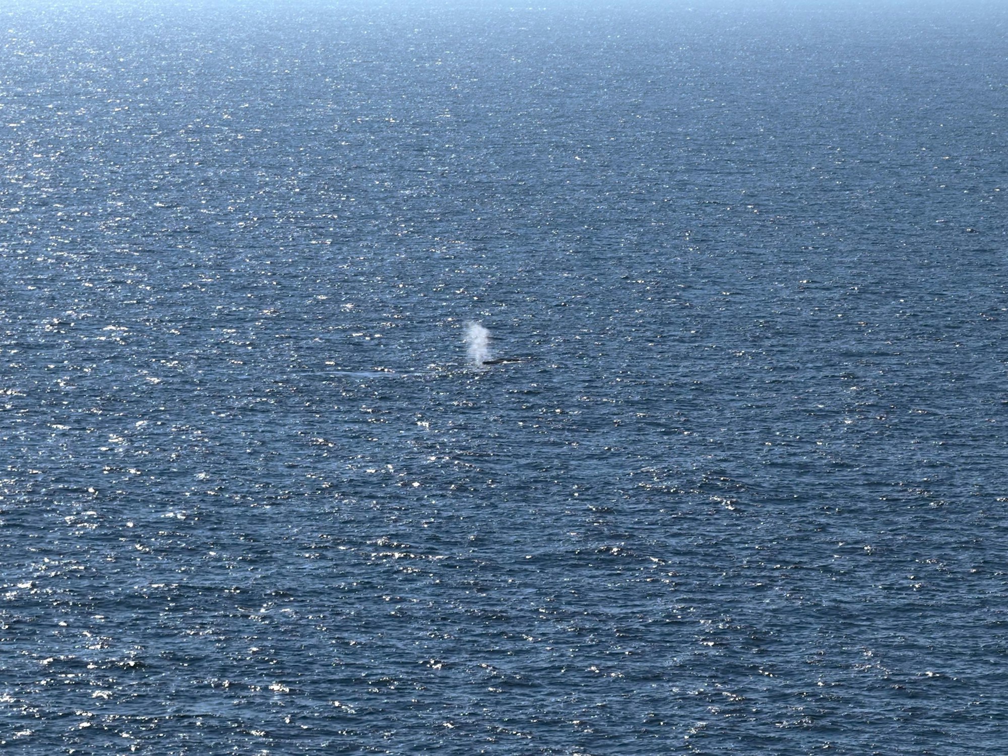 Der Blas eines Wales, bei dem es sich vermutlich um den in einer flachen Ostsee-Bucht an der Insel Poel geborgene Buckelwal handelt, ist im Meer bei Skagen zu sehen.