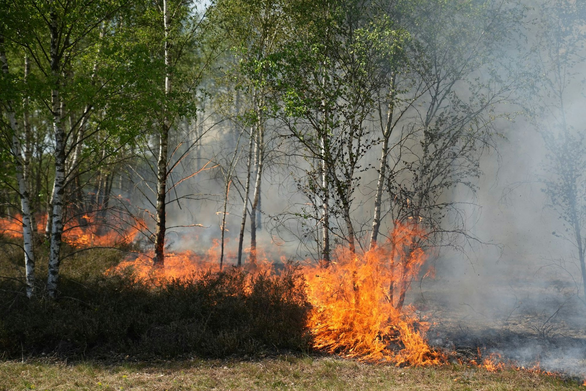 Waldbrand auf munitionsbelastetem Gelände bei Jüterbog