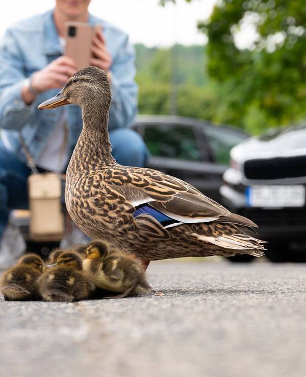 Entenfamilie geht auf einer Stadtstraße mit Autos, Menschen versuchen, Vögel vor dem Verkehr zu retten, Mutter mit Entenküken.