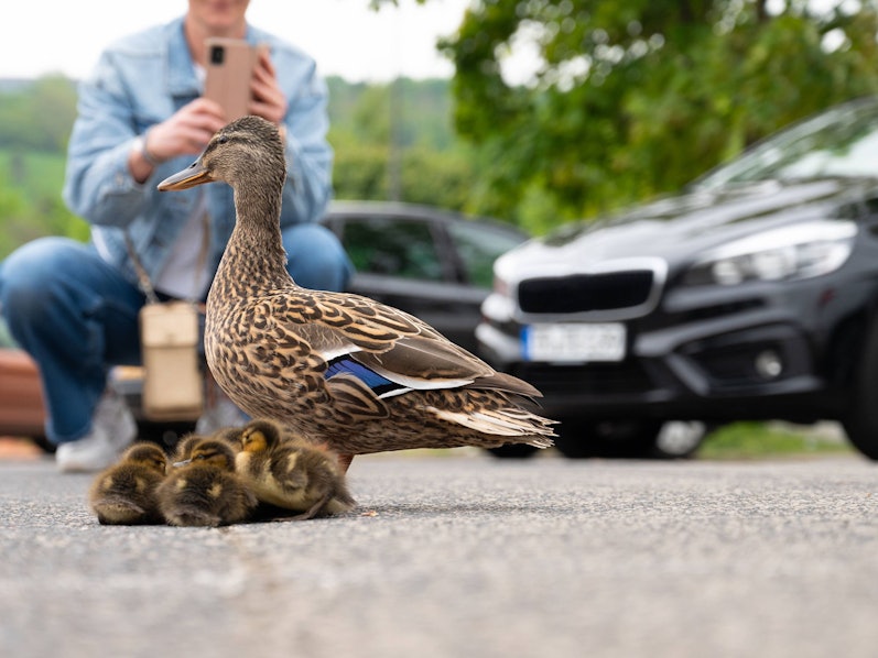 Entenfamilie geht auf einer Stadtstraße mit Autos, Menschen versuchen, Vögel vor dem Verkehr zu retten, Mutter mit Entenküken.