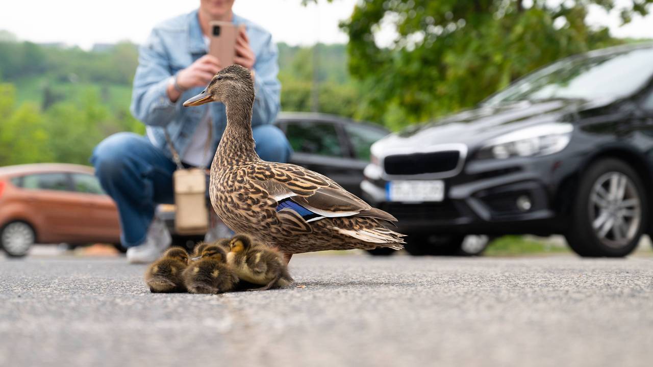 Entenfamilie geht auf einer Stadtstraße mit Autos, Menschen versuchen, Vögel vor dem Verkehr zu retten, Mutter mit Entenküken.