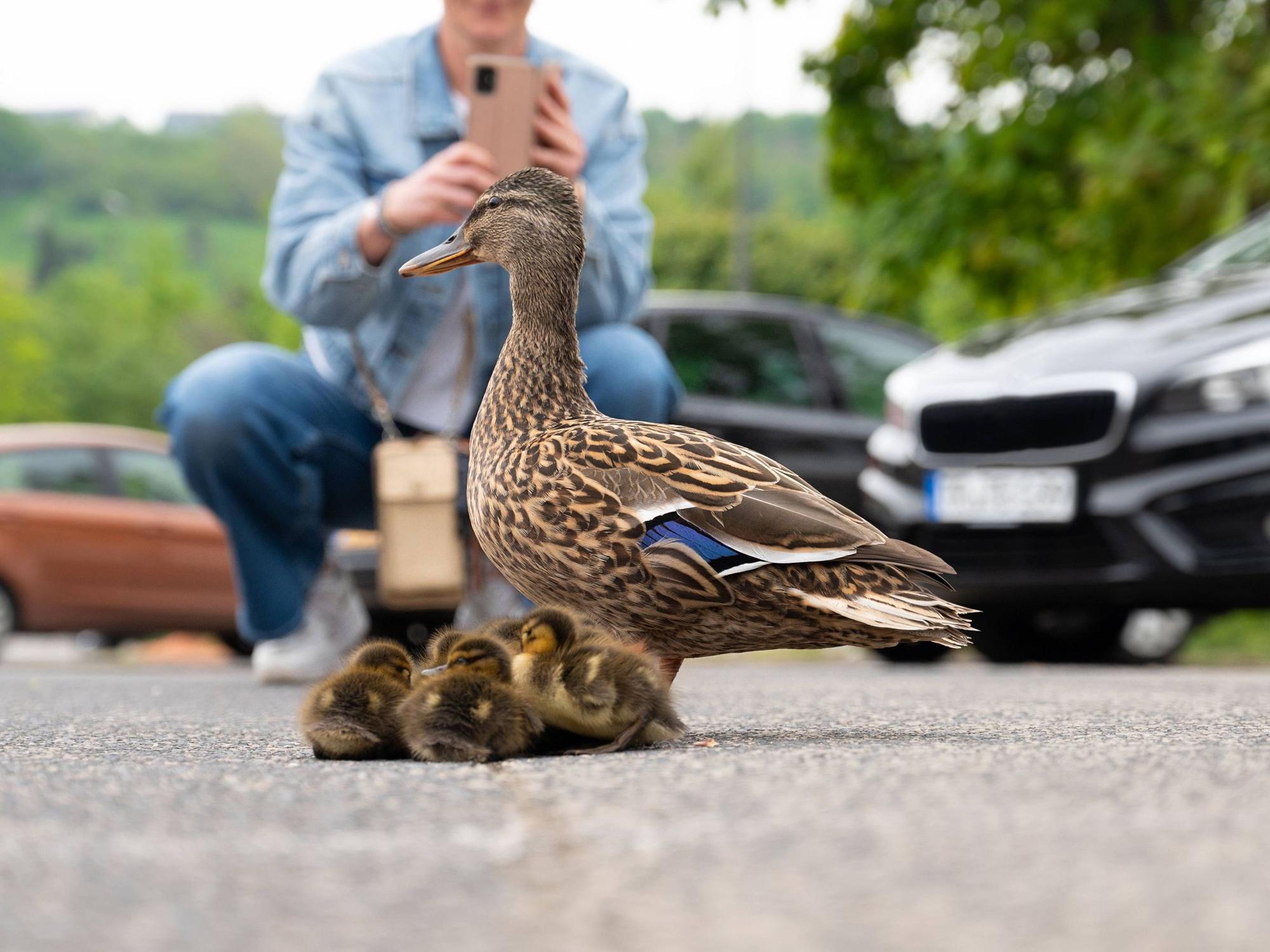 Entenfamilie geht auf einer Stadtstraße mit Autos, Menschen versuchen, Vögel vor dem Verkehr zu retten, Mutter mit Entenküken.