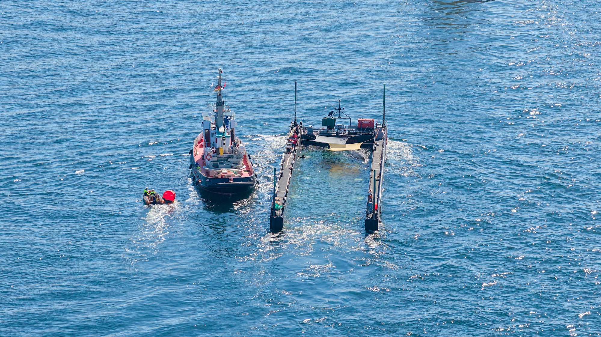 Das Schutznetz an der Barge, das den Buckelwal bei seinem Transport aus der Ostsee bislang vom offenen Wasser trennte, ist entfernt worden. Gleichzeitig wurde der Lastkahn sichtbar weiter geflutet.