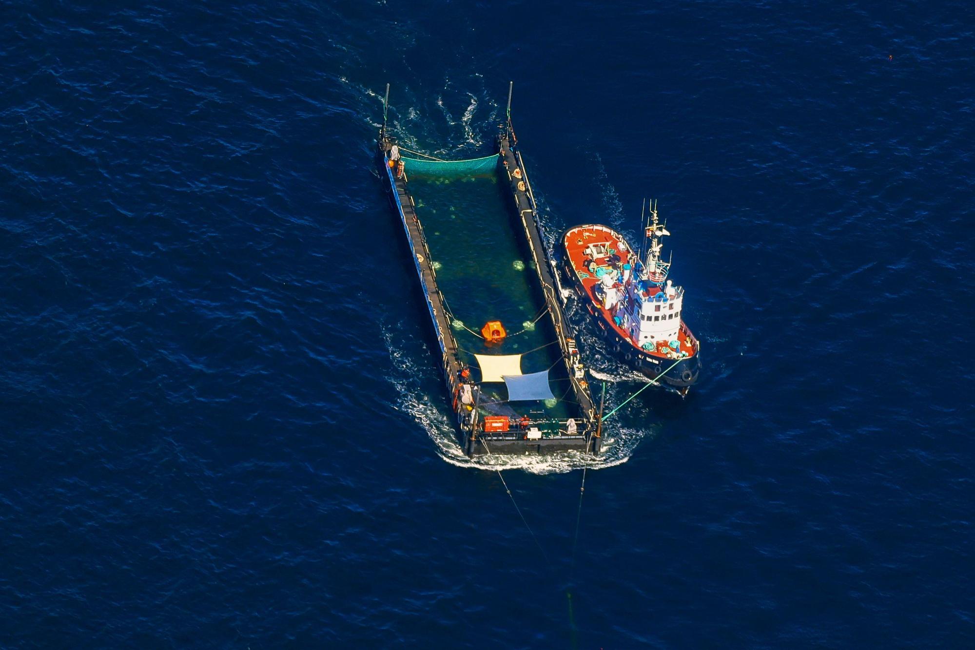 Der Buckelwal wird in seiner Barge vom Schlepper Fortuna B entlang der dänischen Küste in Höhe unterhalb von Skagen, im sogenannten Skagerrak, durch die Ostsee gezogen (Luftaufnahme aus einem Flugzeug).