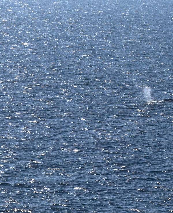 Blas im Meer.