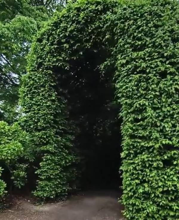 Einer der beiden Laubengänge aus Hainbuchen im Botanischen Garten (Flora) in Köln.