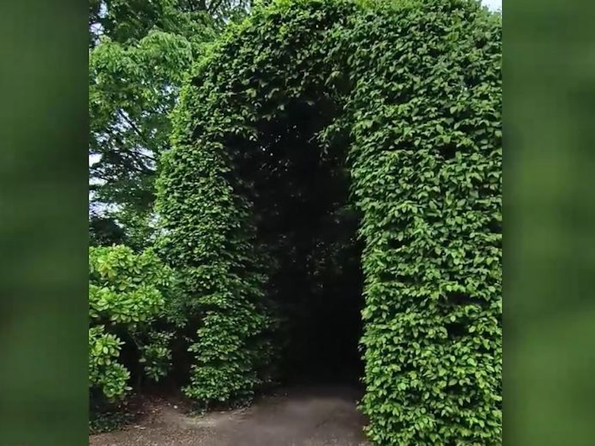 Einer der beiden Laubengänge aus Hainbuchen im Botanischen Garten (Flora) in Köln.