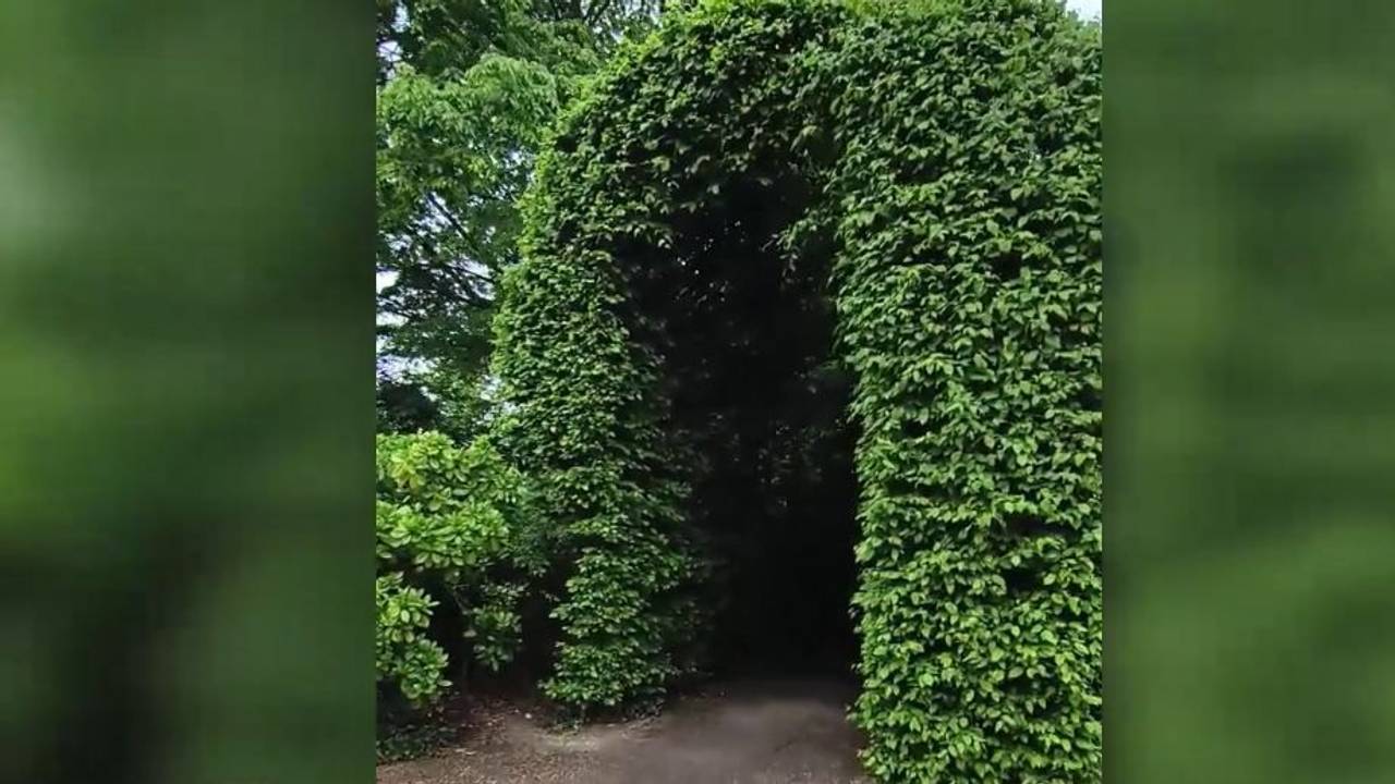 Einer der beiden Laubengänge aus Hainbuchen im Botanischen Garten (Flora) in Köln.
