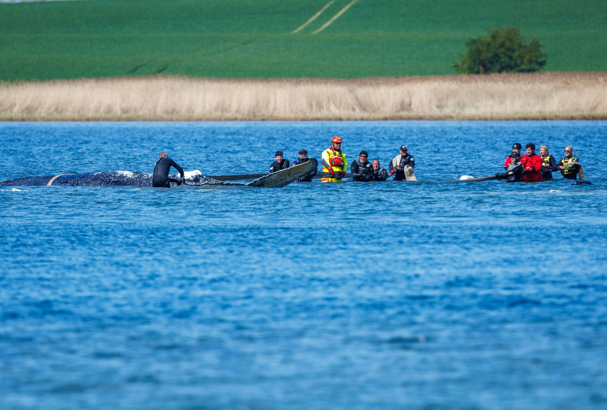 Helfer versuchen mit Gurten den gestrandeten Buckelwal vor der Insel Poel zu einem Transportschiff zu ziehen.