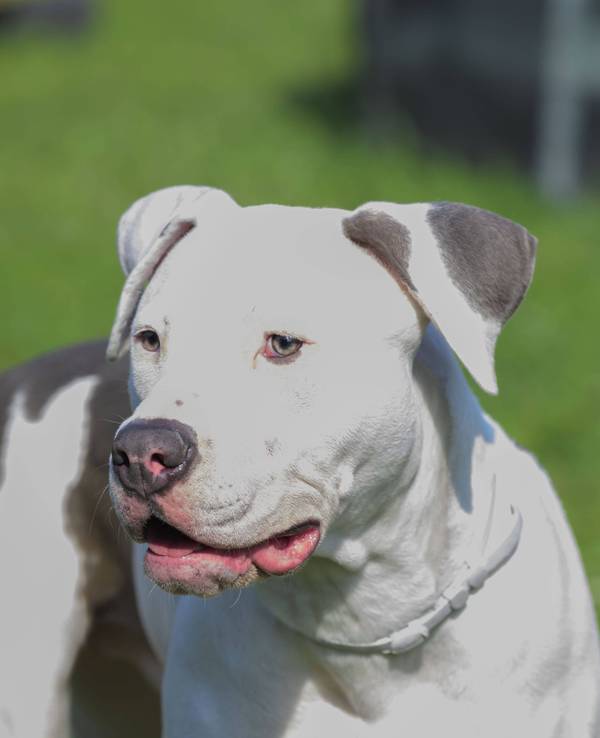 Ein Pitbull, hier ein Symbolfoto, biss sich in der Hand eines Polizisten fest.