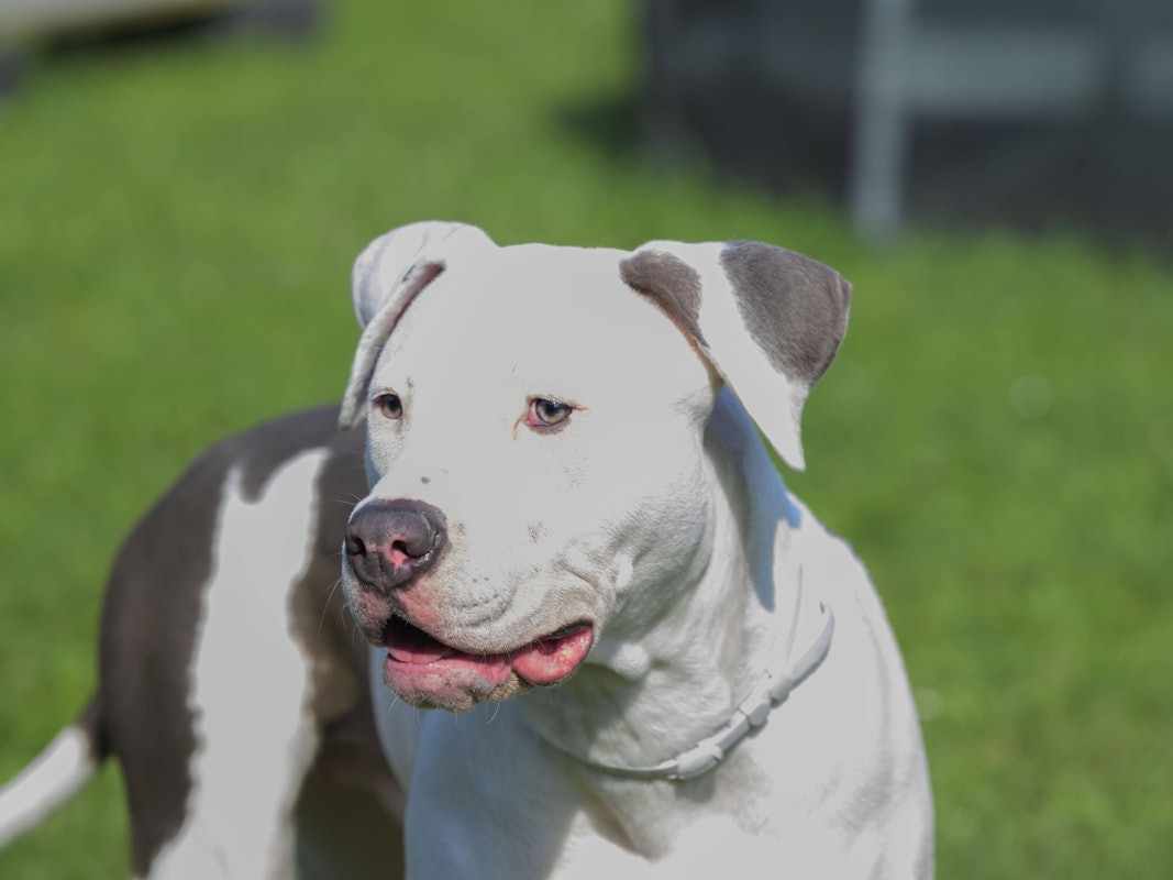 Ein Pitbull, hier ein Symbolfoto, biss sich in der Hand eines Polizisten fest.