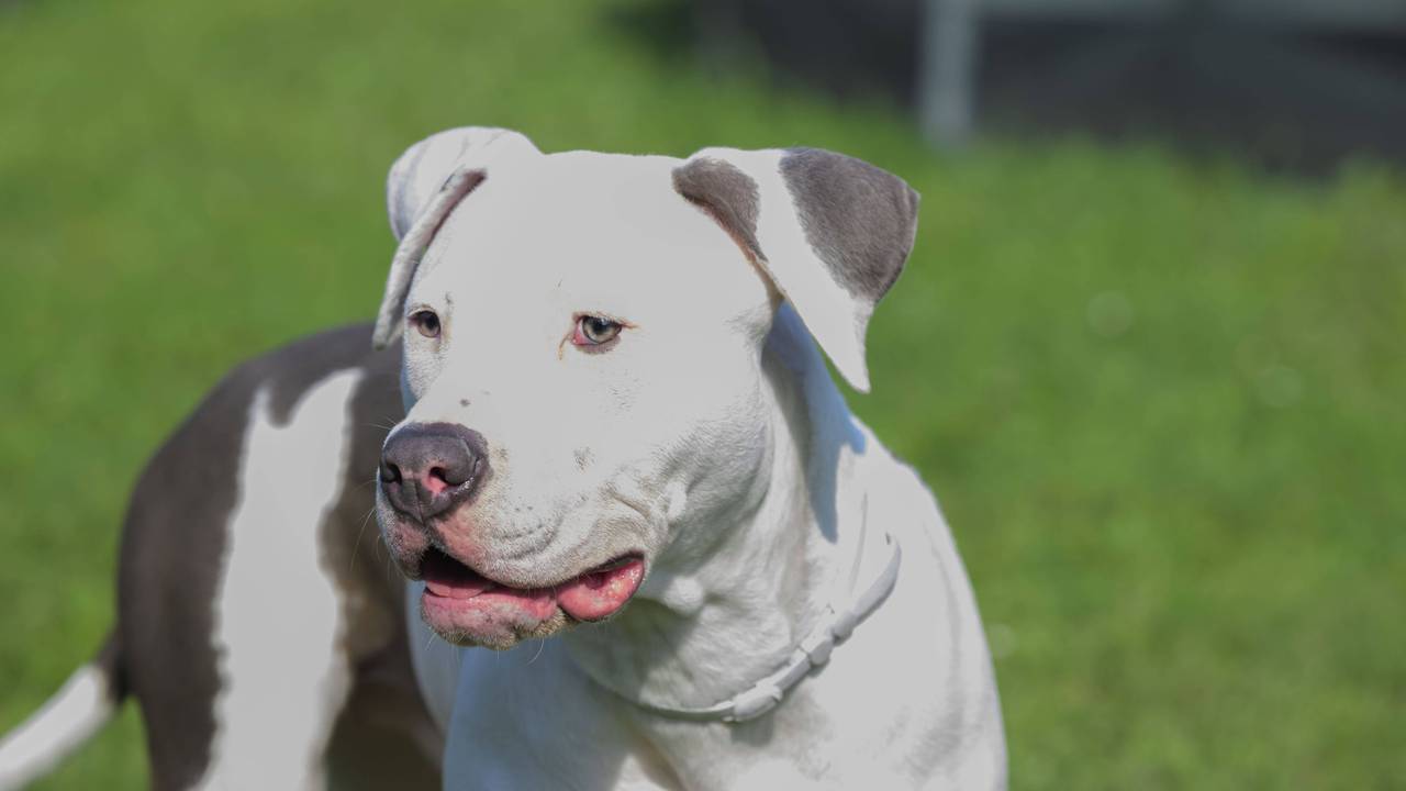 Ein Pitbull, hier ein Symbolfoto, biss sich in der Hand eines Polizisten fest.