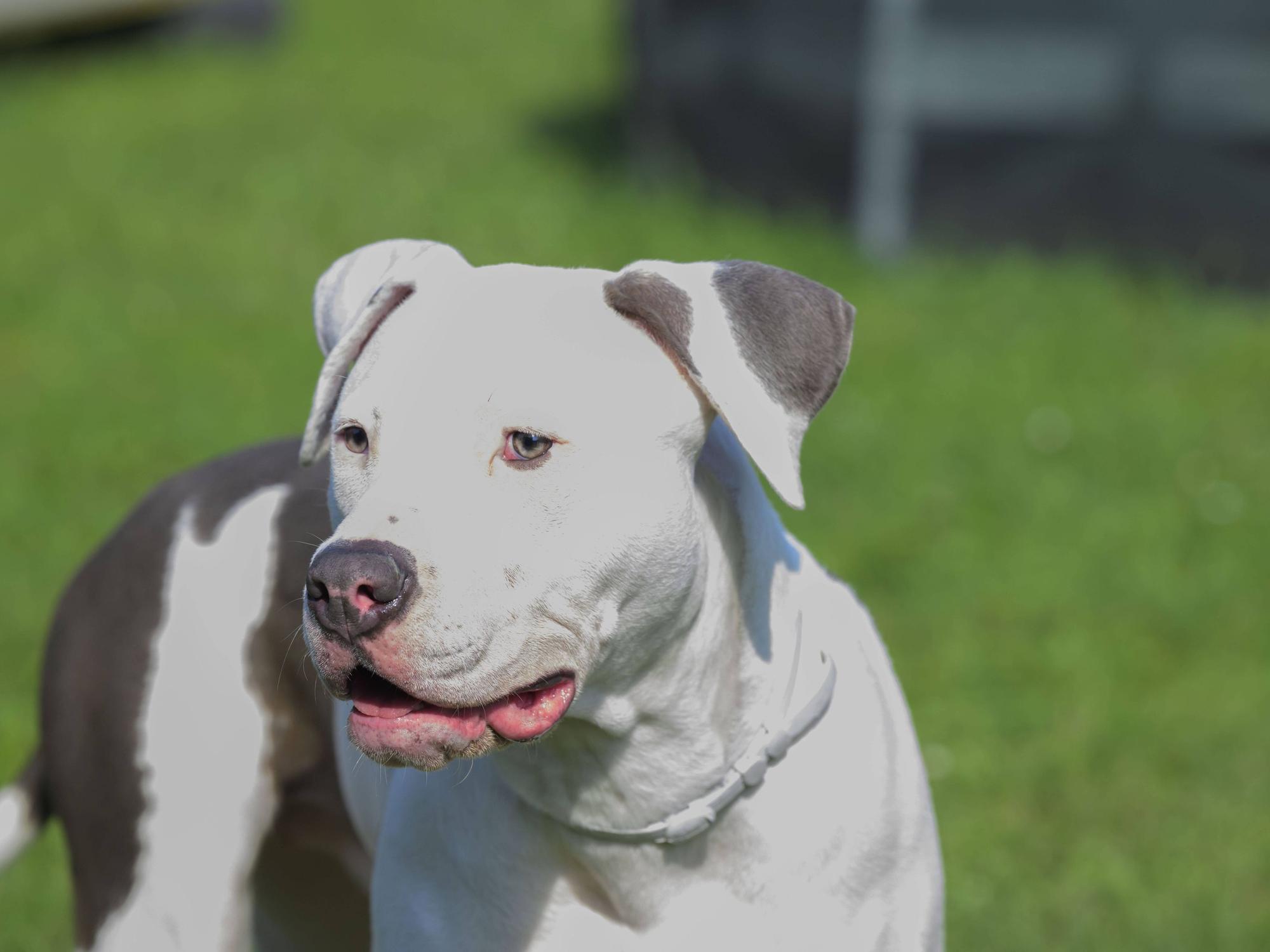 Ein Pitbull, hier ein Symbolfoto, biss sich in der Hand eines Polizisten fest.