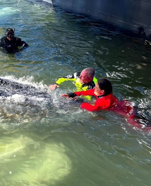 Dieses von der Rettungsinitiative zur Verfügung gestellte Foto zeigt Helfer beim Buckelwal in einem gefluteten Lastschiff auf See.