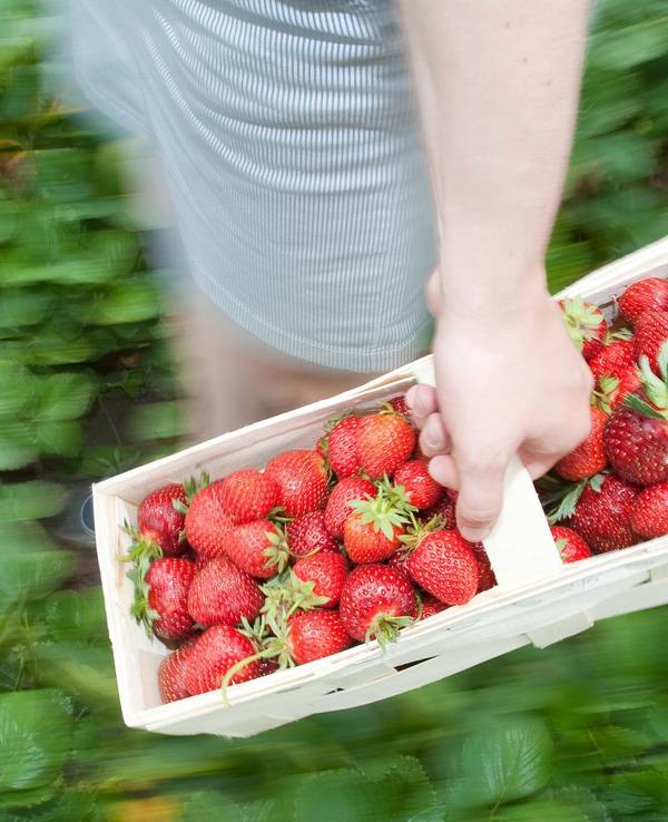 Frau mit Erdbeeren auf einem Selbstpflückerfeld