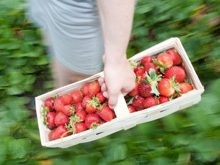Frau mit Erdbeeren auf einem Selbstpflückerfeld