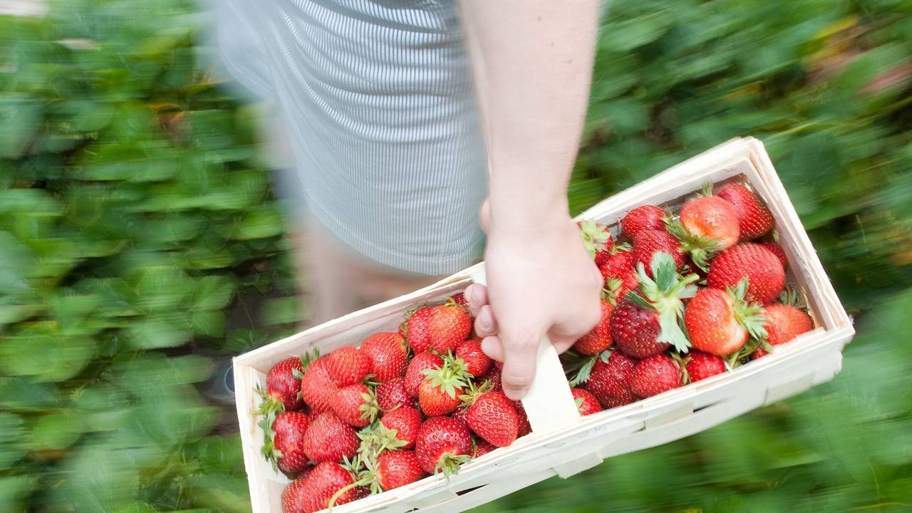 Frau mit Erdbeeren auf einem Selbstpflückerfeld