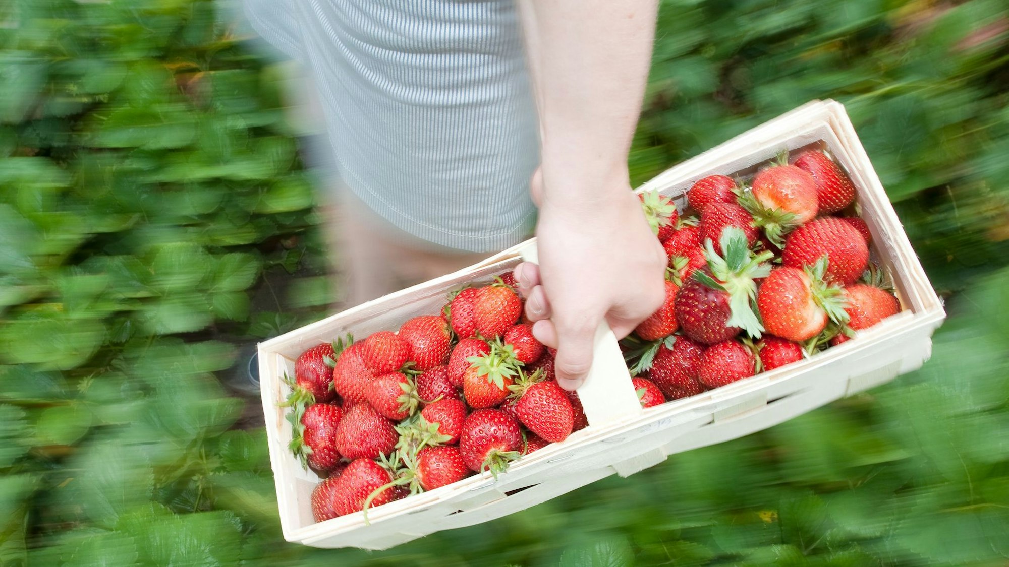 Frau mit Erdbeeren auf einem Selbstpflückerfeld