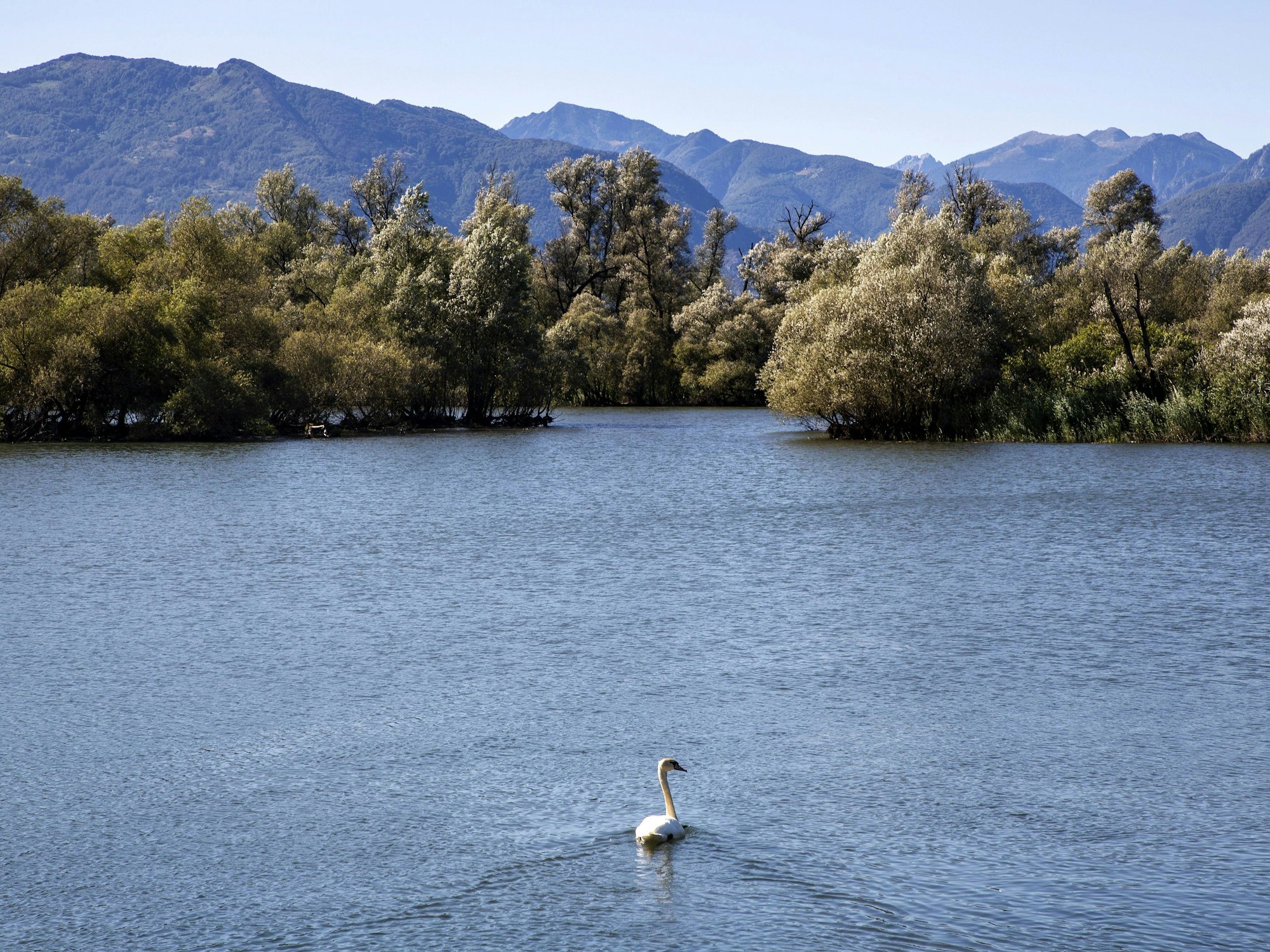 Ticino mit Schwan und schönem Wetter.