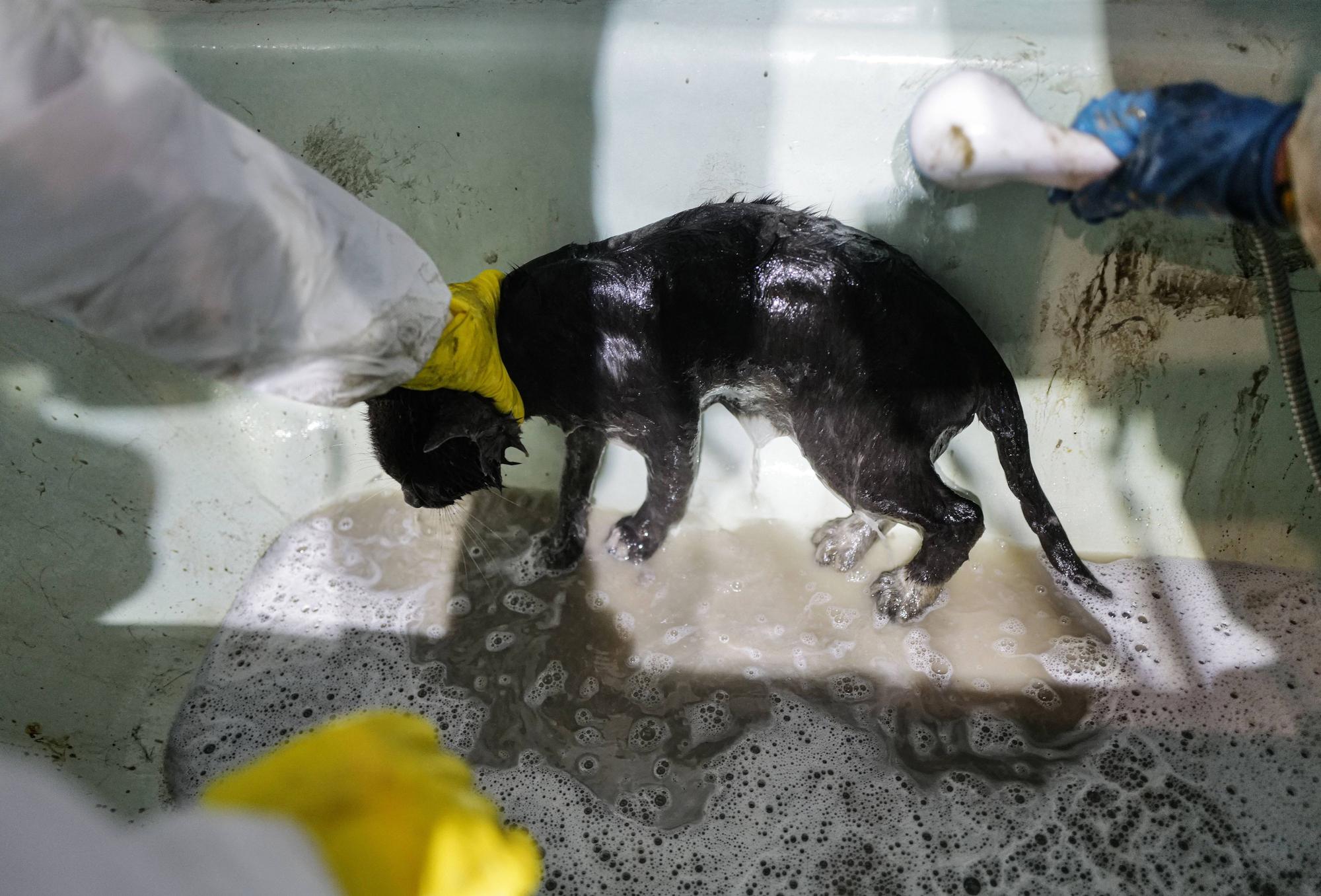 Freiwillige waschen ölverschmierte Katzen ab.