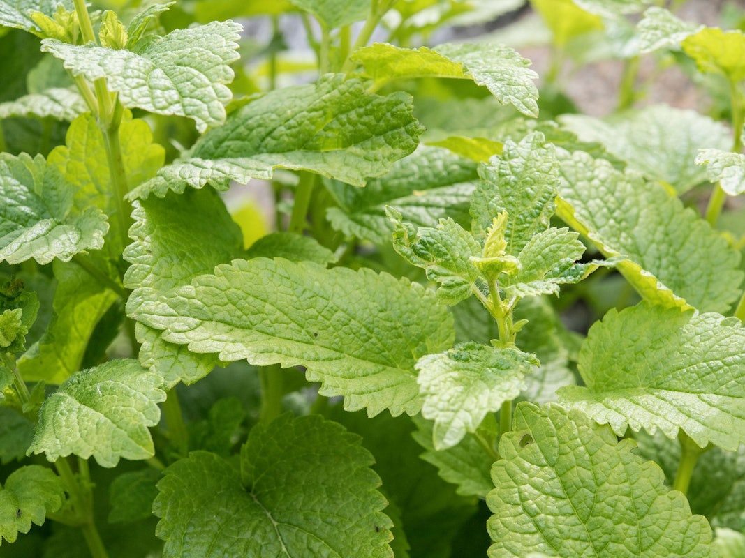 Minze wächst im Heilegarten Berlin
