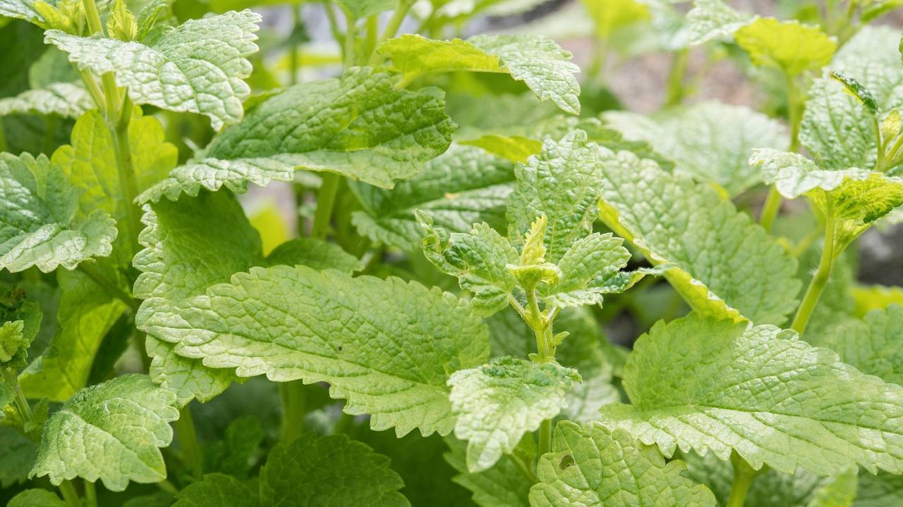 Minze wächst im Heilegarten Berlin