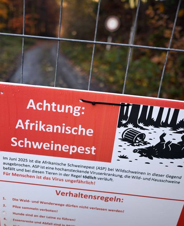 Schweinepest in Nordrhein-Westfalen
