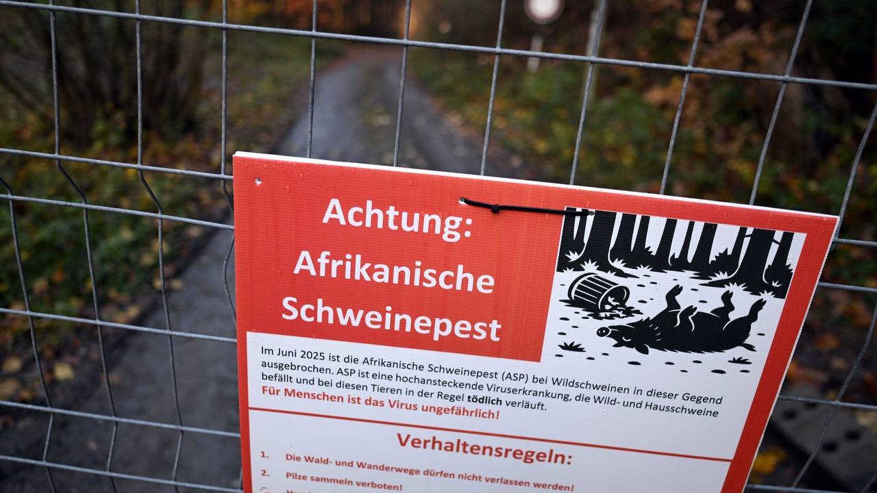Schweinepest in Nordrhein-Westfalen