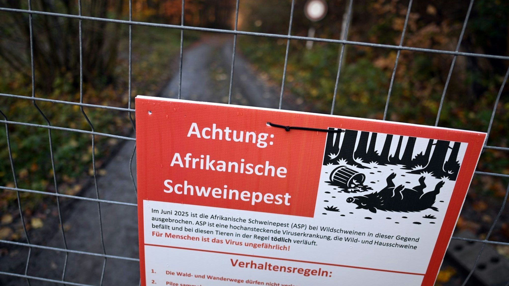 Schweinepest in Nordrhein-Westfalen