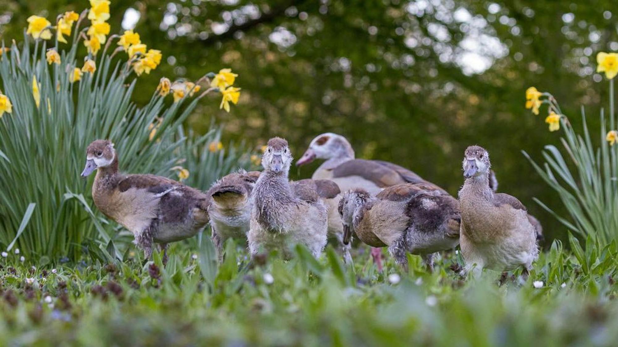 Die Nilgans-Familie am Stadtwaldweiher in Lindenthal – Mutter und ein bereits größeres Jungtier wurden getötet.