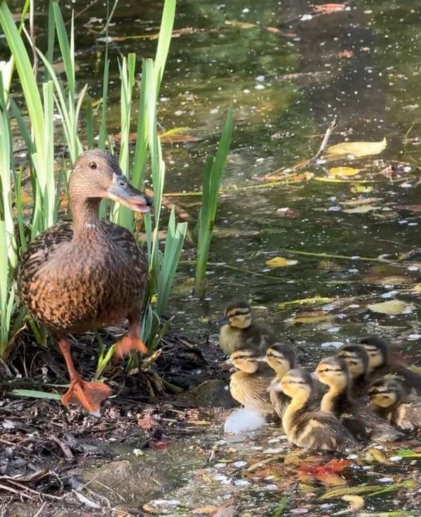 Eine Ente steht an einem Gewässer vor ihren acht Küken.