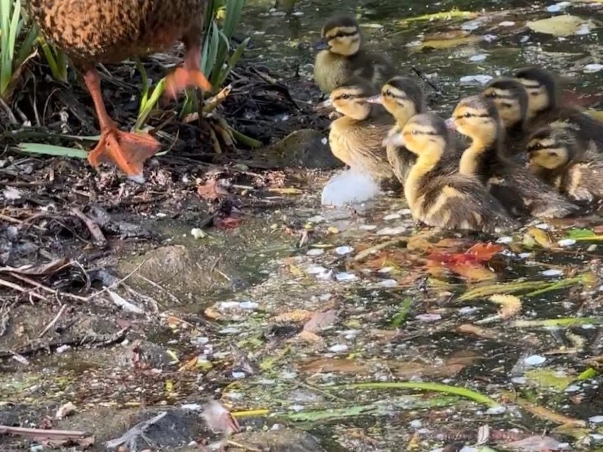 Eine Ente steht an einem Gewässer vor ihren acht Küken.